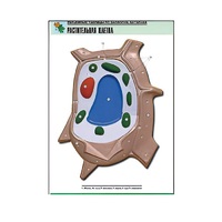 Рельефная таблица "Растительная клетка" (формат А1, матовое ламинир.) - «globural.ru» - Сыктывкар