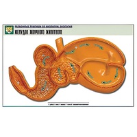 Рельефная таблица "Желудок жвачного животного" (формат А1, матовое ламинир.) - «globural.ru» - Сыктывкар