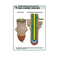 Рельефная таблица "Внешнее и внутреннее строение корня" (формат А1, матовое ламинир.) - «globural.ru» - Сыктывкар