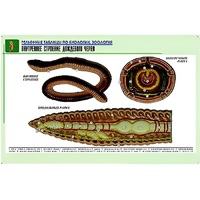 Рельефная таблица "Внутреннее строение дождевого червя" (формат А1, матовое ламинир.) - «globural.ru» - Сыктывкар