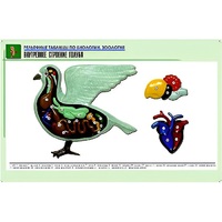 Рельефная таблица "Внутреннее строение голубя" (формат А1, матовое ламинир.) - «globural.ru» - Сыктывкар