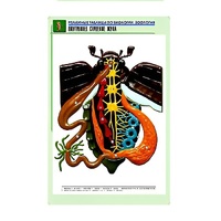 Рельефная таблица "Внутреннее строение жука" (формат А1, матовое ламинир.) - «globural.ru» - Сыктывкар