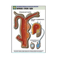 Рельефная таблица "Внутреннее строение гидры" (формат А1, матовое ламинир.) - «globural.ru» - Сыктывкар