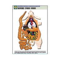 Рельефная таблица "Внутреннее строение кролика" (формат А1, матовое ламинир.) - «globural.ru» - Сыктывкар