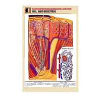 Рельефная таблица "Почка. Макро-микростроение" - «globural.ru» - Сыктывкар