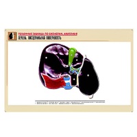 Рельефная таблица "Печень. Висцеральная поверхность" (формат А1, матовое ламинир.) - «globural.ru» - Сыктывкар