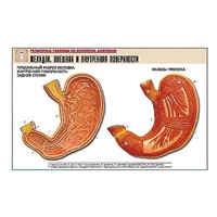 Рельефная таблица "Желудок. Внешняя и внутренняя поверхности" (формат А1, матовое ламинир.) - «globural.ru» - Сыктывкар