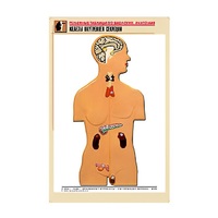 Рельефная таблица "Железы внутренней секреции" (формат А1, матовое ламинир.) - «globural.ru» - Сыктывкар