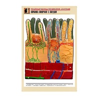 Рельефная таблица "Ворсинка кишечная с сосудом" (формат А1, матовое ламинир.) - «globural.ru» - Сыктывкар