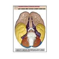 Рельефная таблица "Доли и извилины нижней поверхности полушарий головного мозга" - «globural.ru» - Сыктывкар