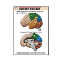 Рельефная таблица "Доли полушарий головного мозга" - «globural.ru» - Сыктывкар