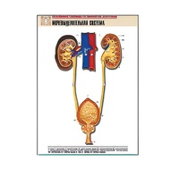 Рельефная таблица "Мочевыделительная система" (формат А1, матовое ламинир.) - «globural.ru» - Сыктывкар