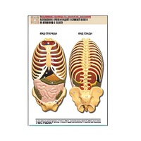 Рельефная таблица "Расположение органов грудной и брюшной полостей по отношению к скелету"(формат А1, лам.) - «globural.ru» - Сыктывкар