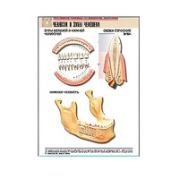 Рельефная таблица "Челюсти и зубы человека" (формат А1, матовое ламинир.) - «globural.ru» - Сыктывкар