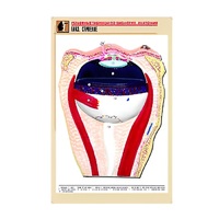 Рельефная таблица "Глаз. Строение" (формат А1, матовое ламинир.) - «globural.ru» - Сыктывкар