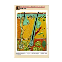 Рельефная таблица "Кожа. Разрез" (формат А1, матовое ламинир.) - «globural.ru» - Сыктывкар