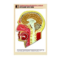 Рельефная таблица "Сагиттальный разрез головы" (формат А1, матовое ламинир.) - «globural.ru» - Сыктывкар