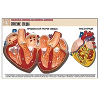 Рельефная таблица "Строение сердца" (формат А1, матовое ламинир.) - «globural.ru» - Сыктывкар