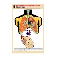 Рельефная таблица "Строение легких" (формат А1, матовое ламинир.) - «globural.ru» - Сыктывкар