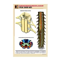 Рельефная таблица "Строение спинного мозга " (формат А1, матовое ламинир.) - «globural.ru» - Сыктывкар