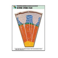 Рельефная таблица "Клеточное строение стебля" (формат А1, матовое ламинир.) - «globural.ru» - Сыктывкар