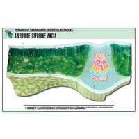 Рельефная таблица "Клеточное строение листа" (формат А1, матовое ламинир.) - «globural.ru» - Сыктывкар