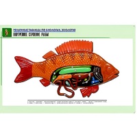 Рельефная таблица "Внутреннее строение рыбы" (формат А1, матовое ламинир.) - «globural.ru» - Сыктывкар