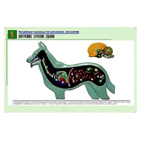 Рельефная таблица "Внутреннее строение собаки" (формат А1, матовое ламинир.) - «globural.ru» - Сыктывкар