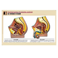 Рельефная таблица "Таз мужской и женский" (формат А1, матовое ламинир.) - «globural.ru» - Сыктывкар