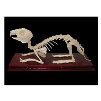 Скелет кролика - «globural.ru» - Сыктывкар