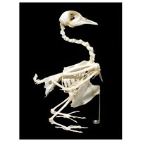 Скелет голубя - «globural.ru» - Сыктывкар