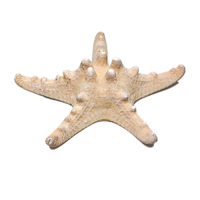 Сухой препарат "Звезда морская" (вариант 2) - «globural.ru» - Сыктывкар