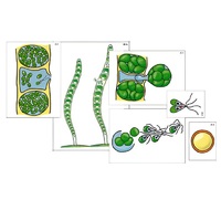 Модель-аппликация "Размножение многоклеточной водоросли" (ламинированная) - «globural.ru» - Сыктывкар