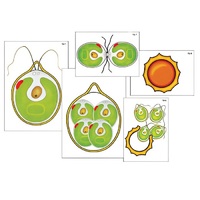 Модель-аппликация "Размножение одноклеточной водоросли" (ламинированная) - «globural.ru» - Сыктывкар