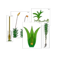 Модель-аппликация "Размножение мха" (ламинированная) - «globural.ru» - Сыктывкар