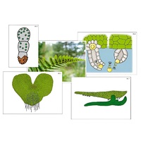 Модель-аппликация "Размножение папоротника" (ламинированная) - «globural.ru» - Сыктывкар