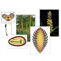 Модель-аппликация "Размножение сосны" (ламинированная) - «globural.ru» - Сыктывкар