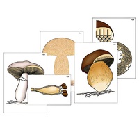 Модель-аппликация "Размножение шляпочного гриба" (ламинированная) - «globural.ru» - Сыктывкар