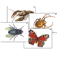 Модель-аппликация "Разнообразие беспозвоночных" (ламинированная) - «globural.ru» - Сыктывкар