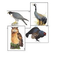 Модель-аппликация "Разнообразие высших хордовых 1. Пресмыкающиеся и птицы" (ламинированная) - «globural.ru» - Сыктывкар