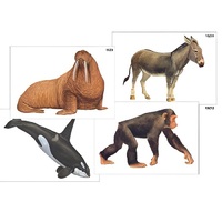 Модель-аппликация "Разнообразие высших хордовых 2. Млекопитающие" (ламинированная) - «globural.ru» - Сыктывкар