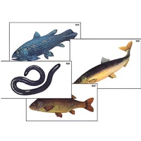 Модель-аппликация "Разнообразие низших и высших хордовых" (ламинированная) - «globural.ru» - Сыктывкар