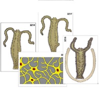 Модель-аппликация "Строение и размножение гидры" (ламинированная) - «globural.ru» - Сыктывкар