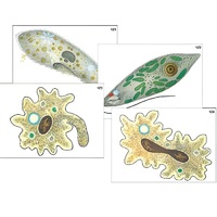 Модель-аппликация "Строение и разнообразие простейших" (ламинированная) - «globural.ru» - Сыктывкар