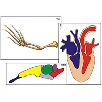 Модель-аппликация "Эволюция важнейших систем органов позвоночных" (ламинированная) - «globural.ru» - Сыктывкар
