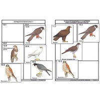 Комплект дидактических карточек: "Систематика и экология птиц" (95 штук, цвет., лам.) - «globural.ru» - Сыктывкар