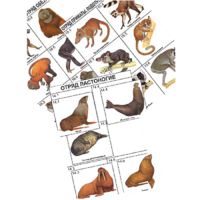 Комплект дидактических карточек: "Систематика и экология млекопитающих" (96 штук, цвет., лам.) - «globural.ru» - Сыктывкар