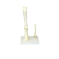 Модель "Скелет конечностей лошади и овцы" (на подставке) - «globural.ru» - Сыктывкар