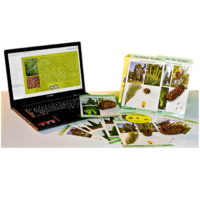 Коллекция натурально-интерактивная "Голосеменные растения" - «globural.ru» - Сыктывкар