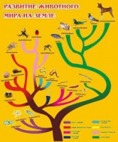 Стенд "Развитие животного мира на земле" - «globural.ru» - Сыктывкар